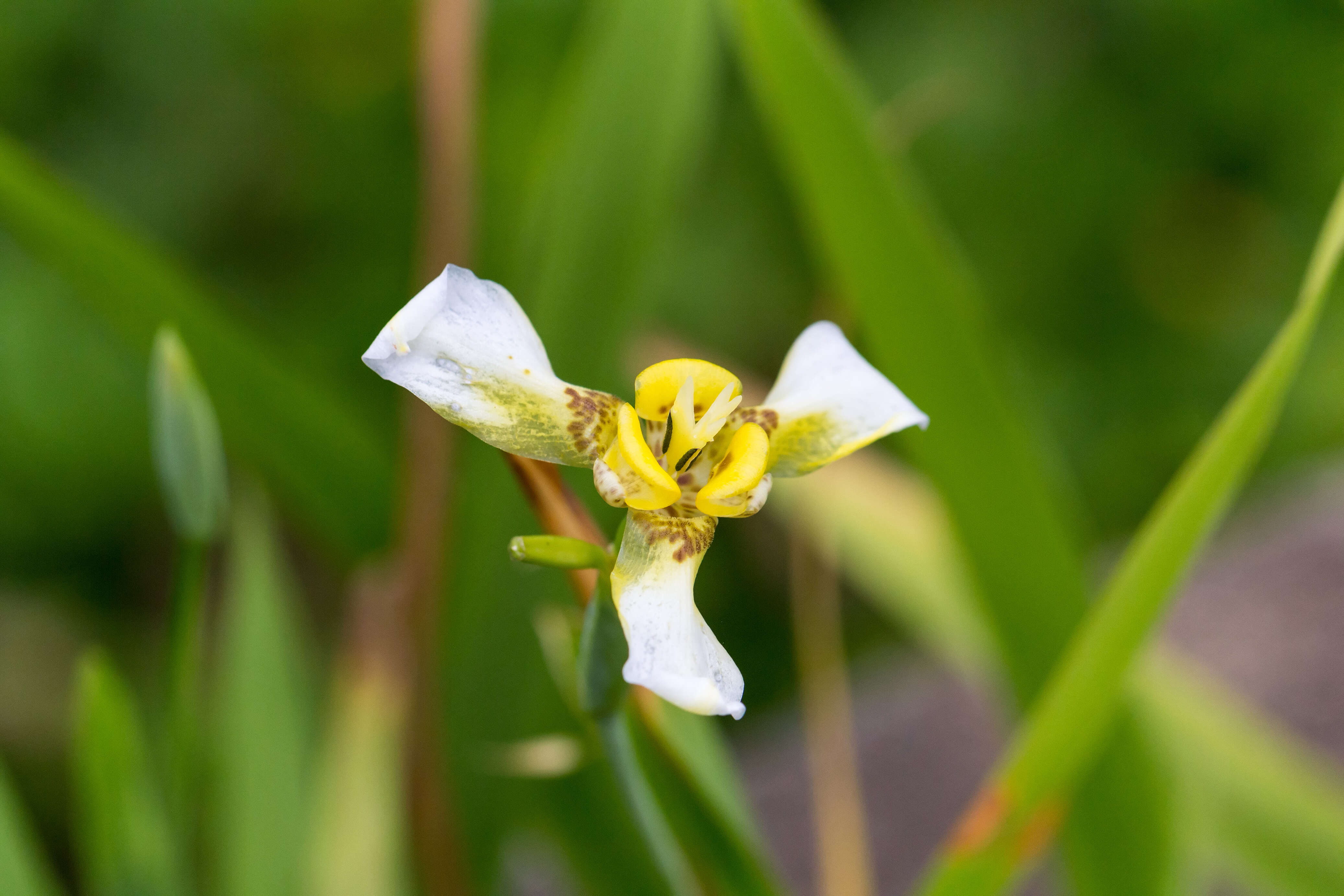 صورة Trimezia martinicensis (Jacq.) Herb.