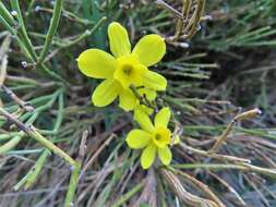 Image of Narcissus rupicola Dufour