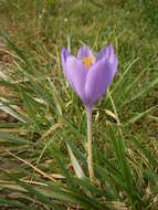 Crocus nudiflorus Sm. resmi