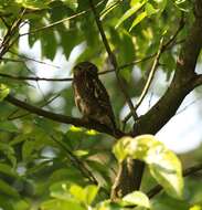 Image of Asian Barred Owlet