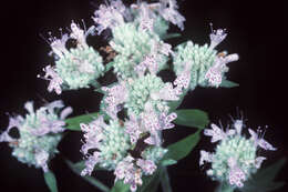 Image of narrowleaf mountainmint