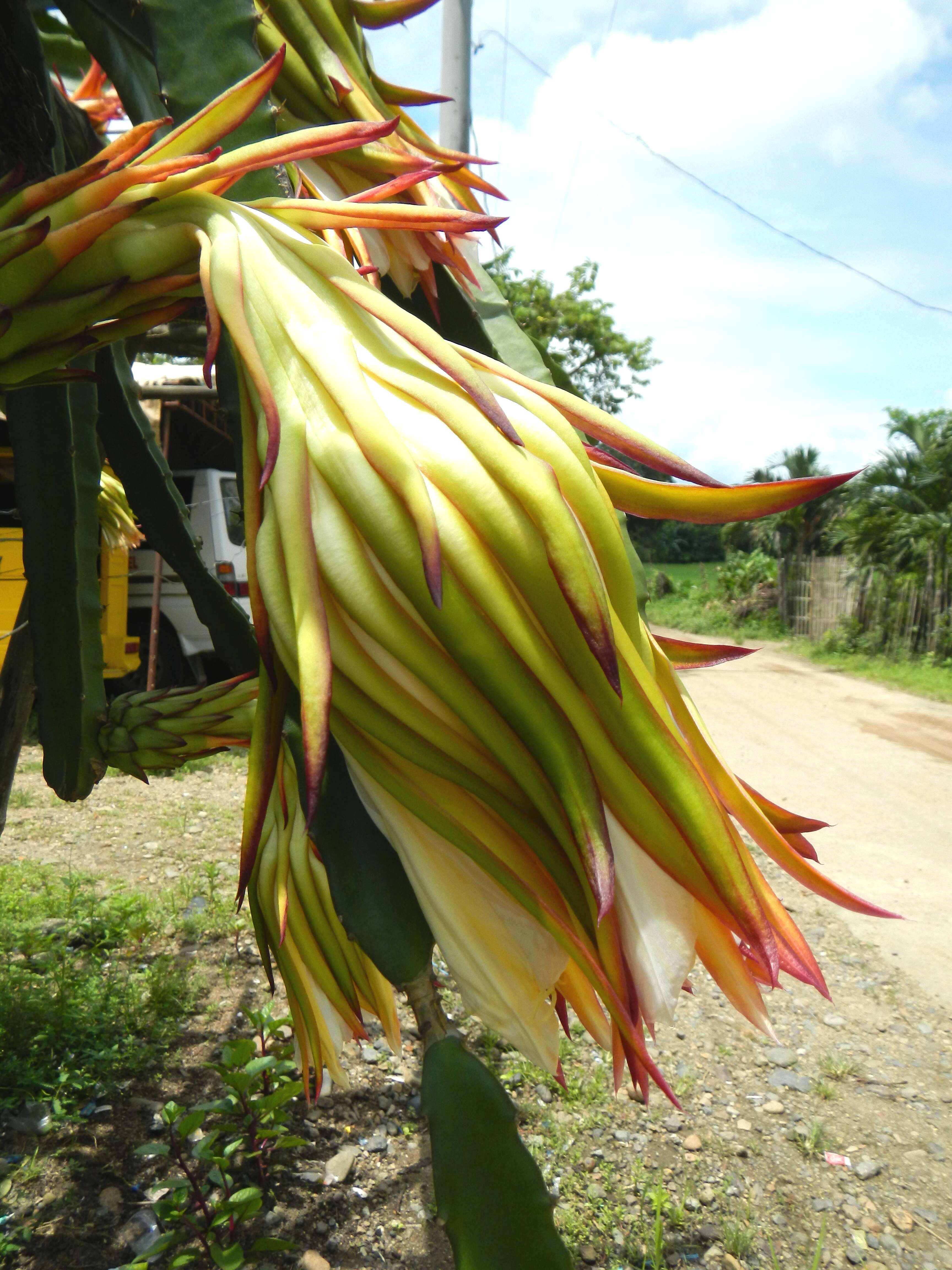 Image of Selenicereus undatus (Haw.) D. R. Hunt