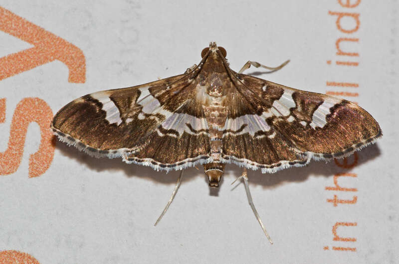 Image of Desmia ufeus Cramer