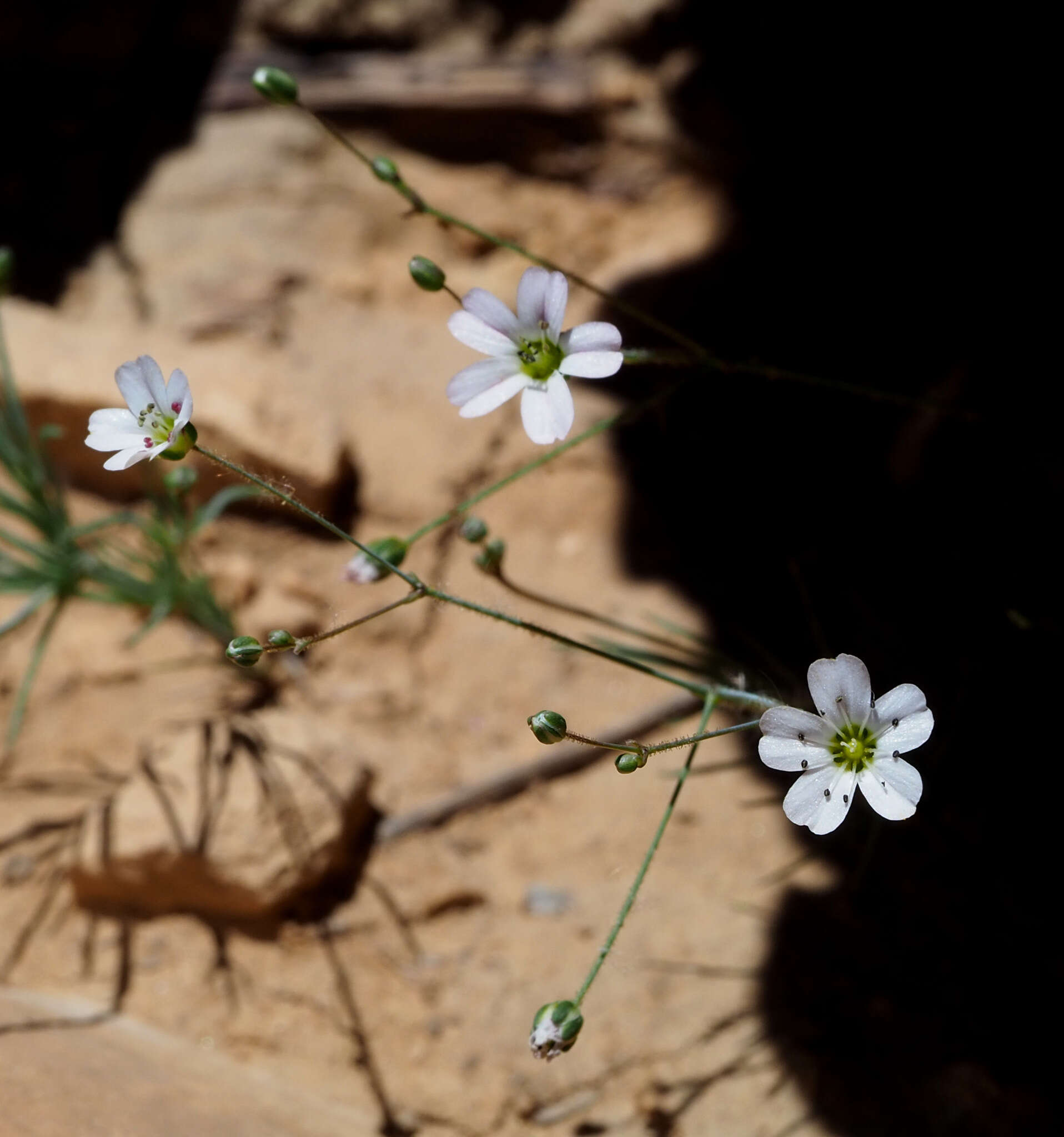 Image of Eremogone picta (Sm.) Dillenb. & Kadereit