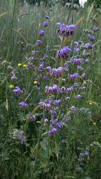 Imagem de Salvia indica L.