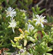 Image of Delosperma subincanum (Haw.) Schwant.