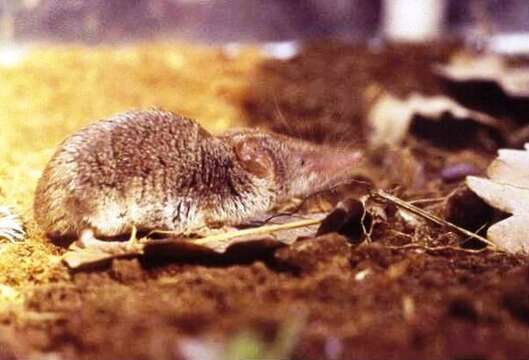 Image of Sicilian Shrew