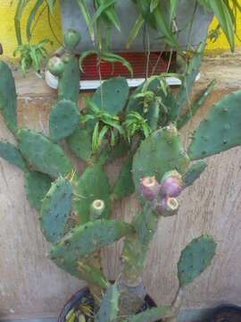 Image of Opuntia dillenii