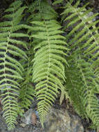 Athyrium asplenioides var. cyclosorum (Rupr.) resmi