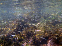 Image of Port Jackson glassfish