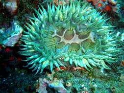 Image of Starburst anemone