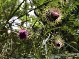 Imagem de Cirsium ferum