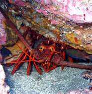 Image of California Spiny Lobster