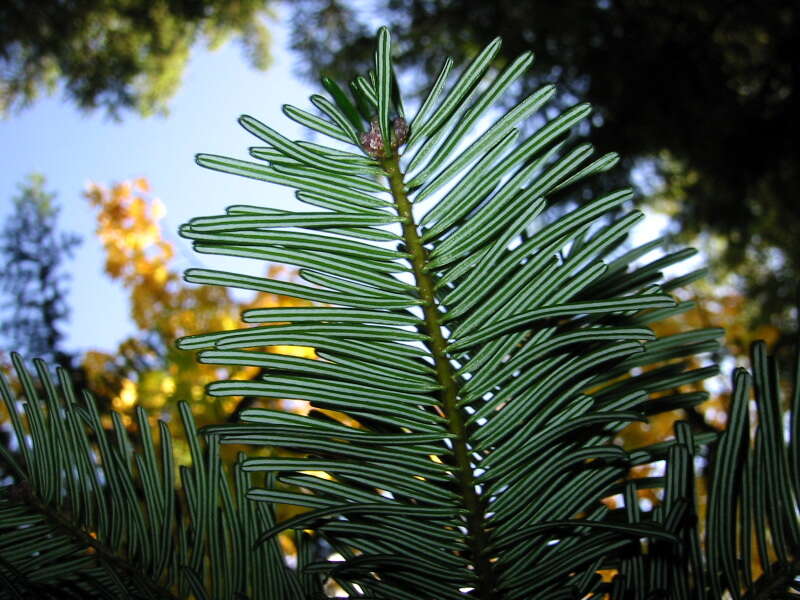 Imagem de Abies grandis (Douglas ex D. Don) Lindl.