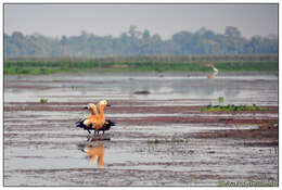 Image of Ruddy Shelduck