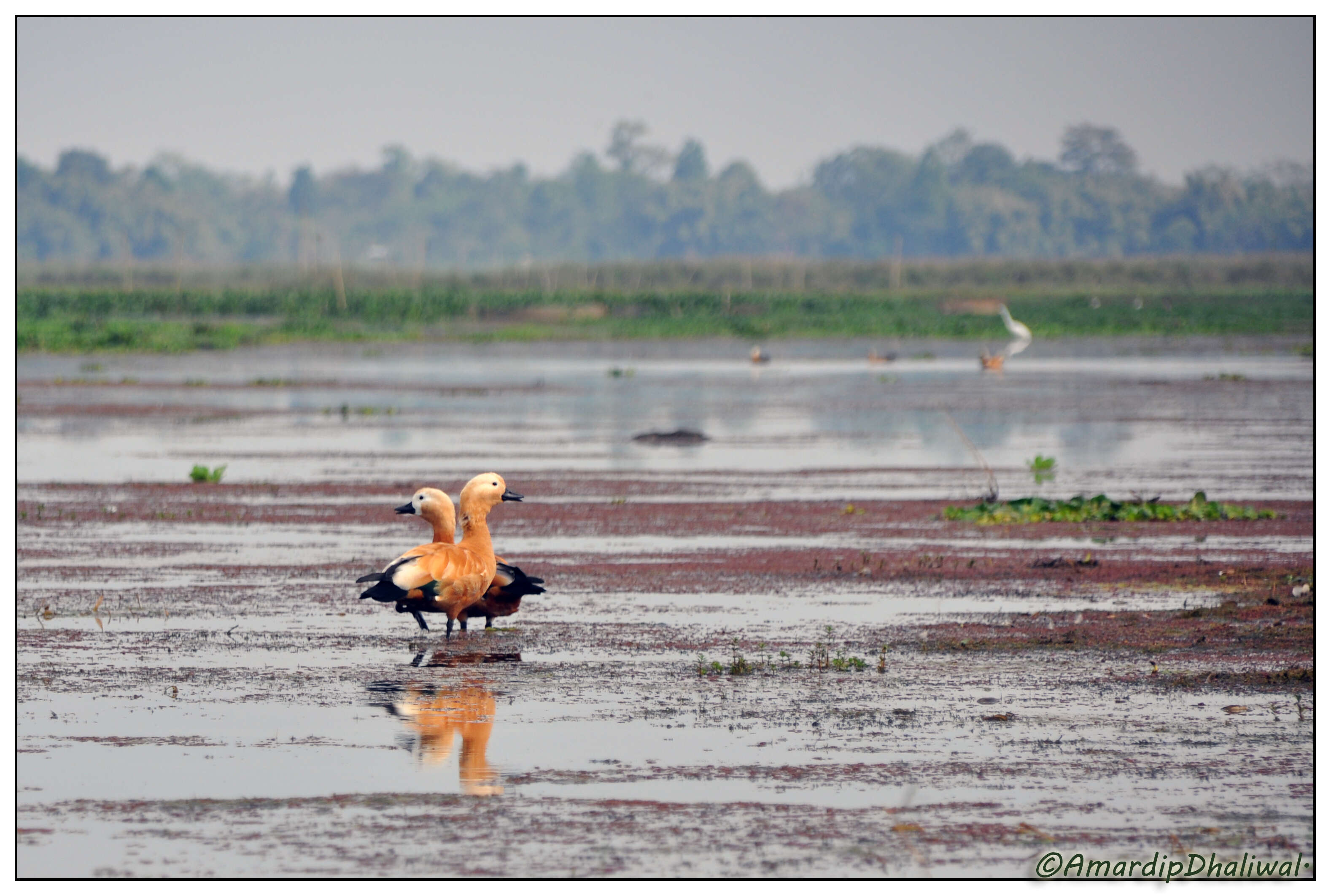 Image of Ruddy Shelduck