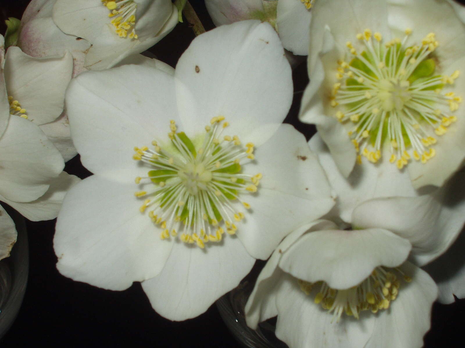 Image of black hellebore