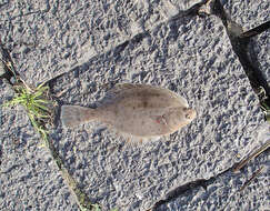 Image of Starry flounders