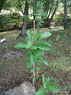 Image of orangeberry nightshade