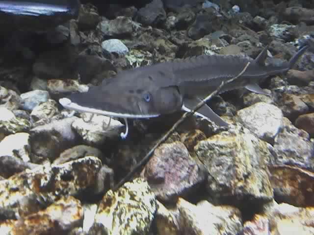 Image of Sand Sturgeon