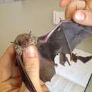 Image of Inland Broad-nosed Bat