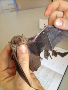 Image of Inland Broad-nosed Bat