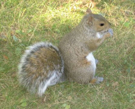 Image of Sciurus subgen. Sciurus Linnaeus 1758