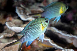 Chromis xanthochira (Bleeker 1851)的圖片