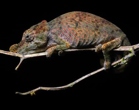 Image of Deceptive Chameleon