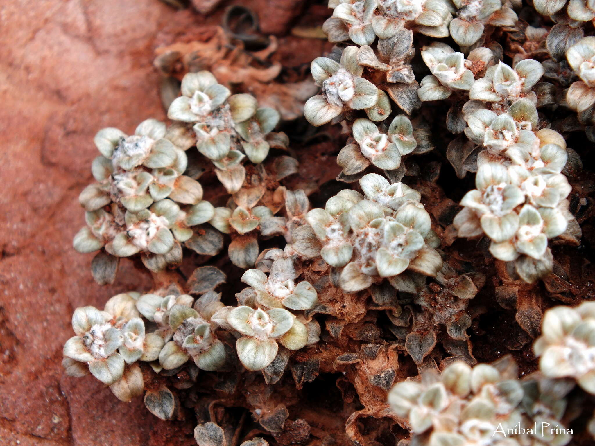 Image of Gomphrena colosacana var. andersonii A. T. Hunziker & R. Subils