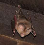 Image of Vietnamese Leaf-nosed Bat