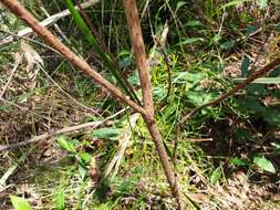 Image of Pultenaea stipularis Sm.