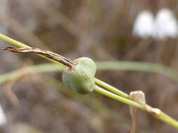 Слика од Acis autumnalis (L.) Sweet