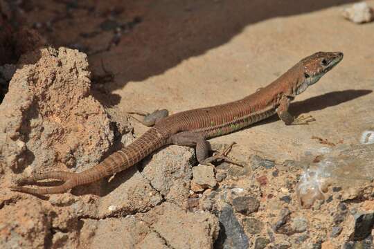 Image of Atlantic Lizard