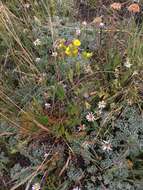 Image of Potentilla jepsonii var. kluanensis