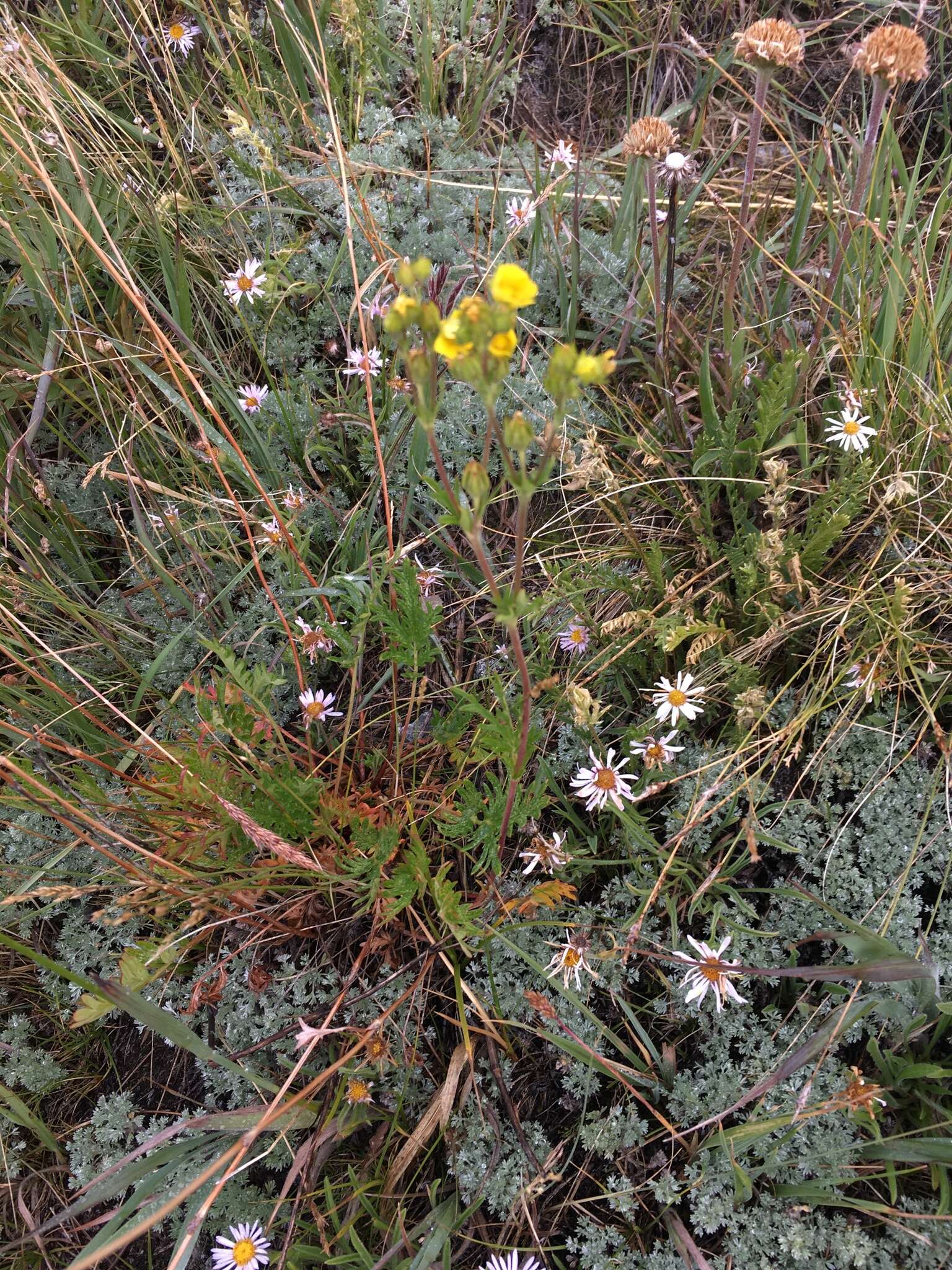 Image de Potentilla jepsonii var. kluanensis