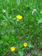 Image of European cinquefoil