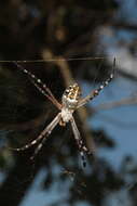 Argiope florida Chamberlin & Ivie 1944的圖片