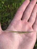 Image de Andropogon floridanus Scribn.