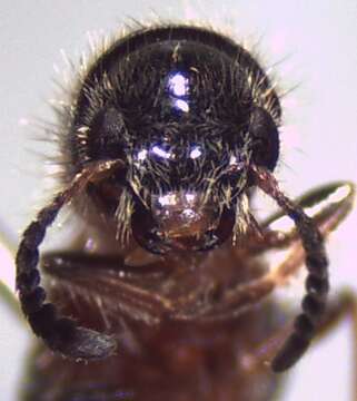 Image of Checkered beetle
