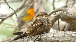 Image of Lesser Nighthawk