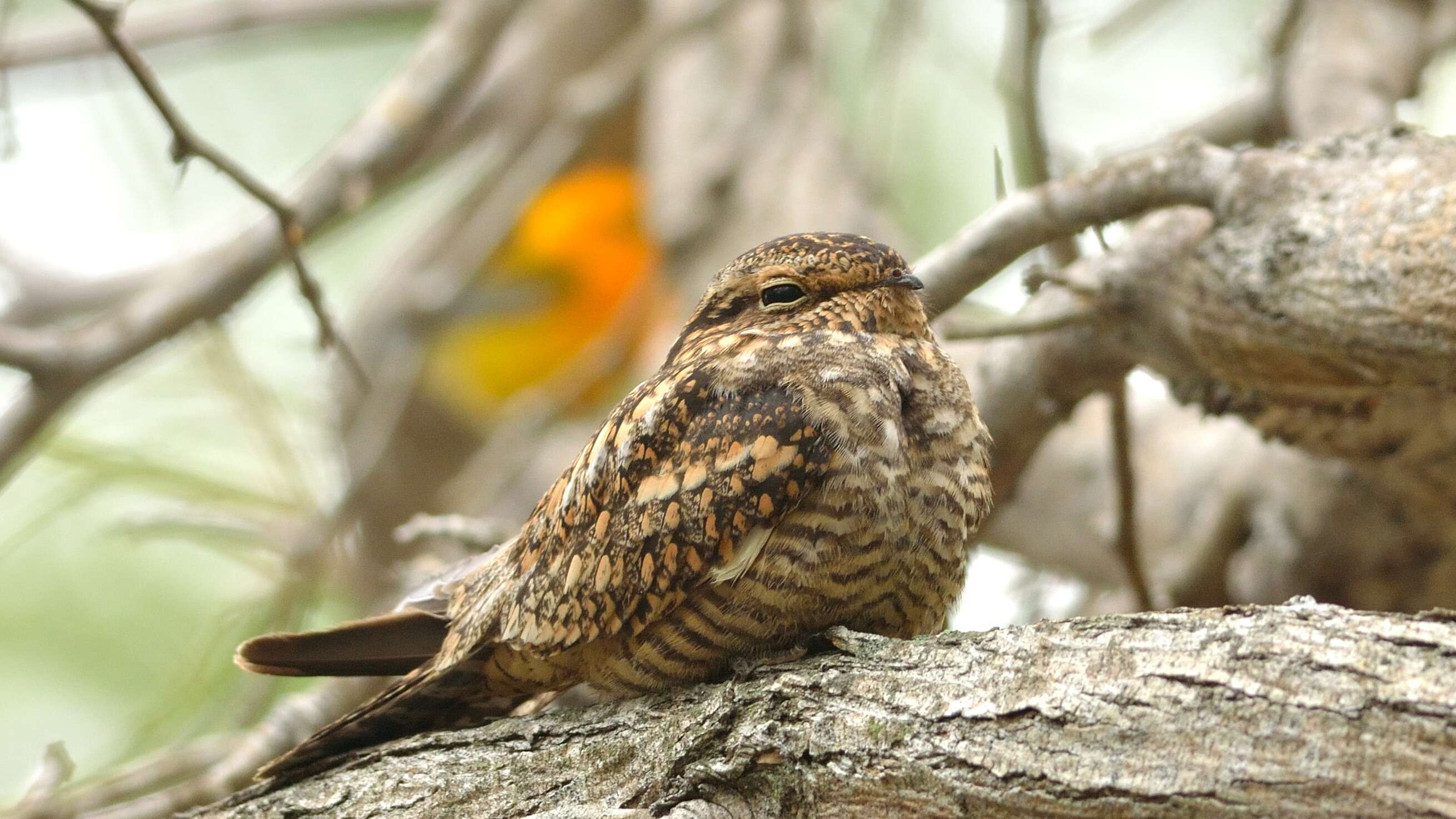 Image of Lesser Nighthawk