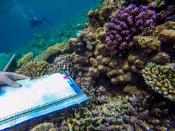 Image of hedgehog coral