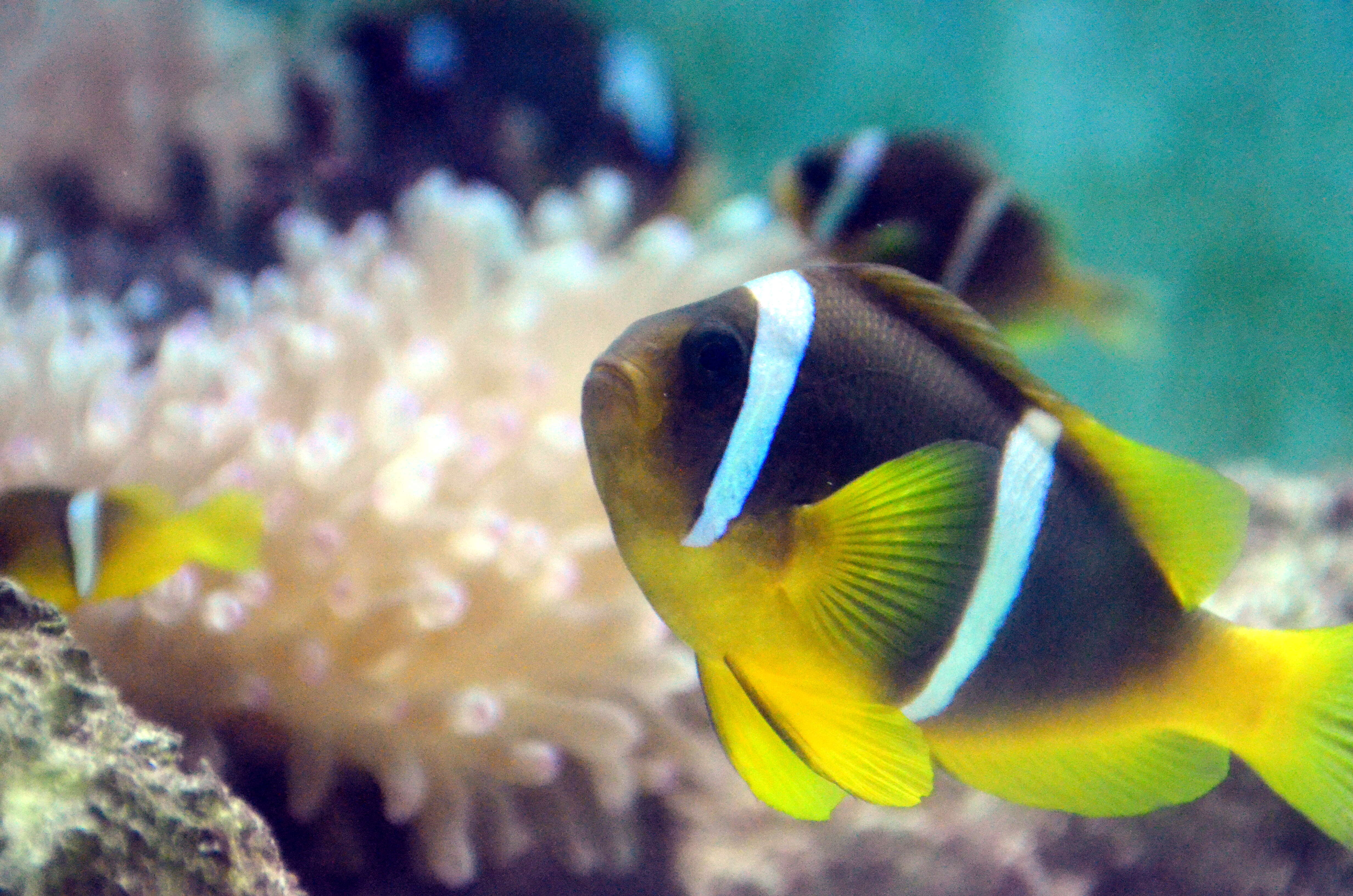 Image of Clownfish