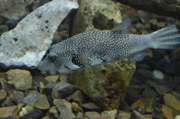 Image of Broadbarred Toadfish