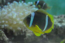 Image of Clownfish