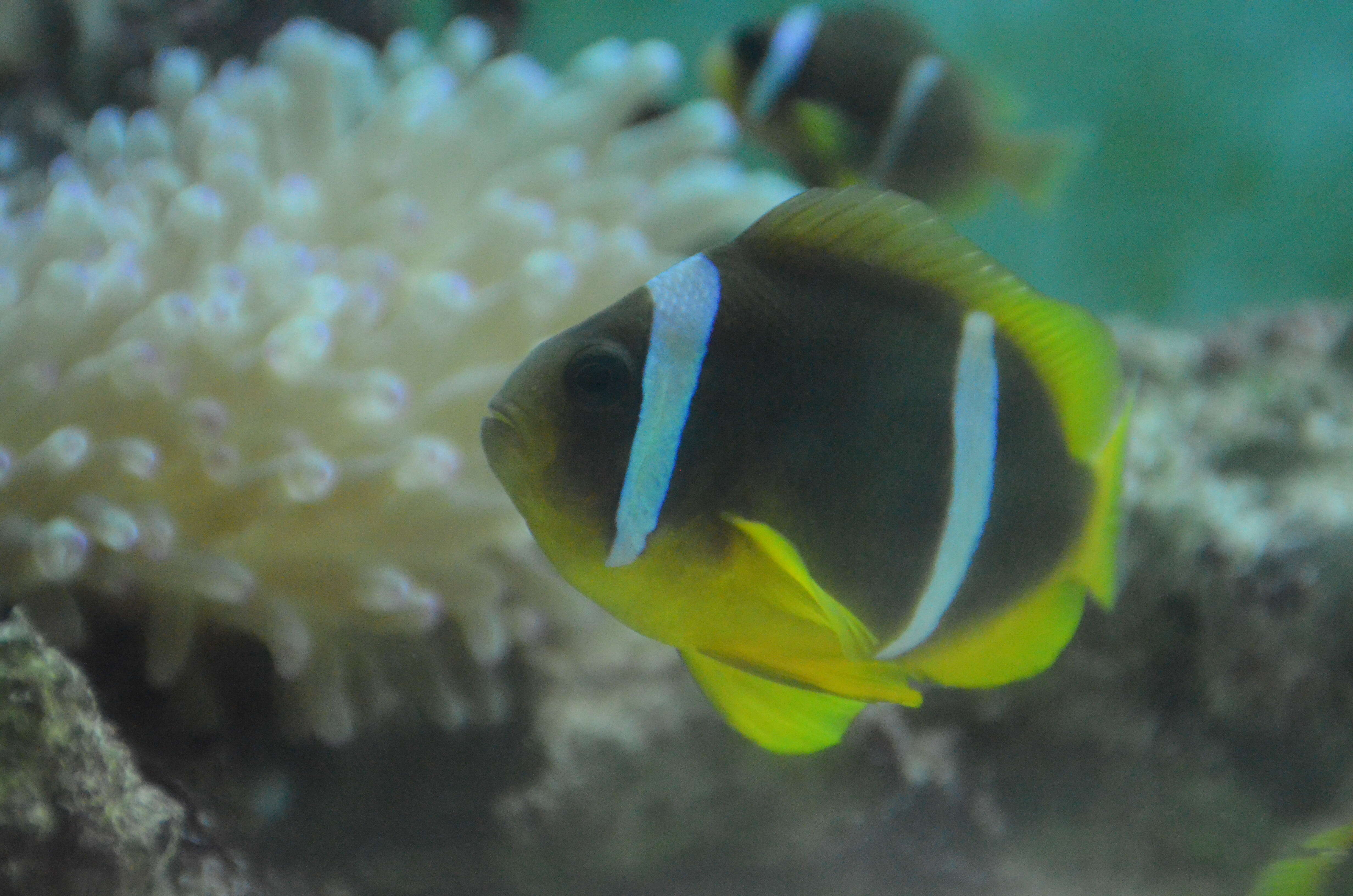 Image of Clownfish