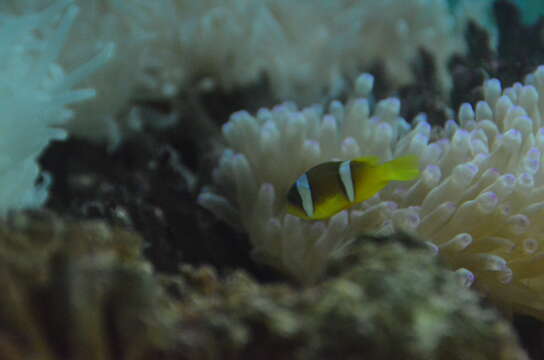 Image of Clownfish