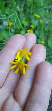 Image of Cineraria lobata L'Hér.