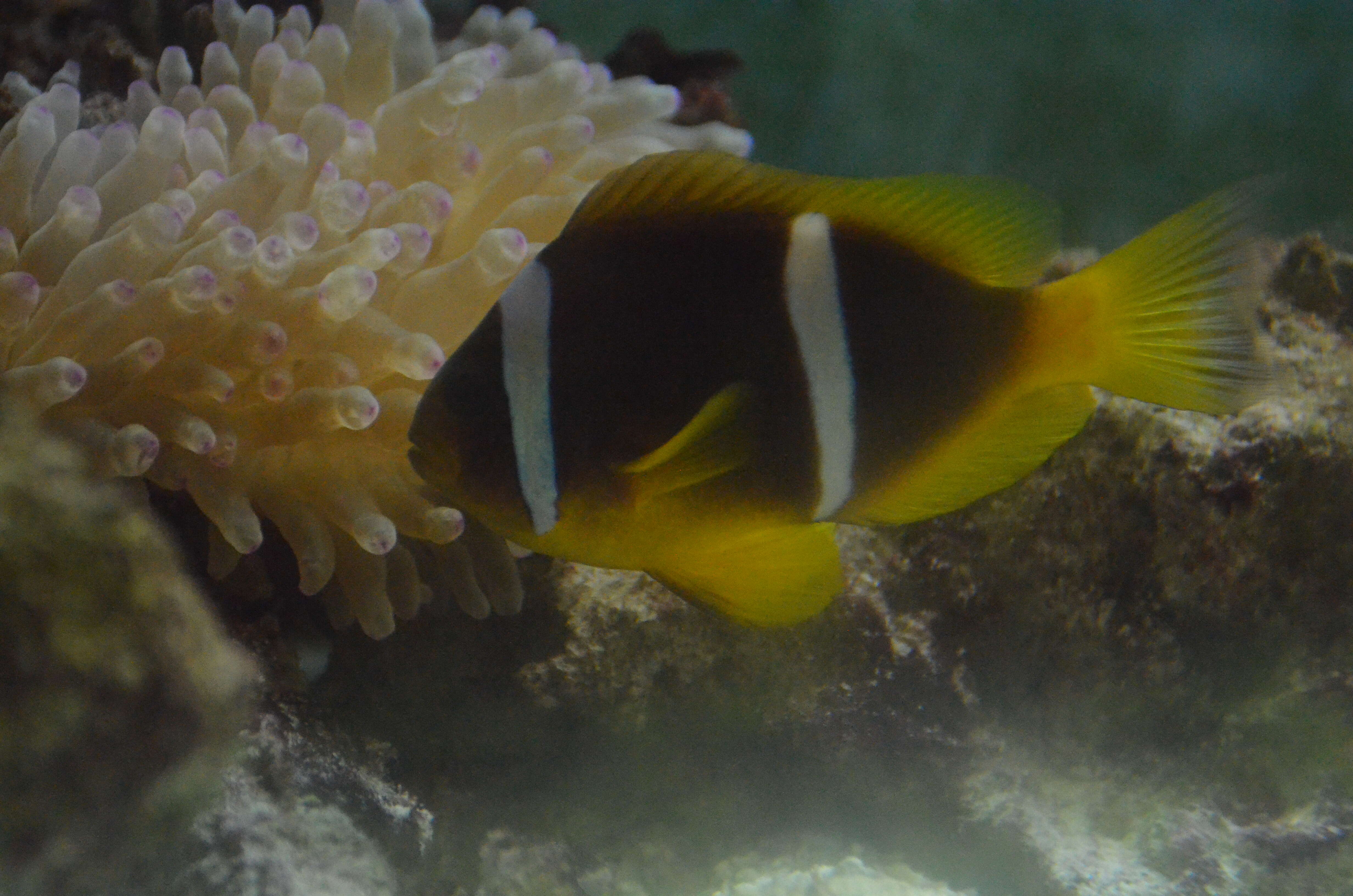 Image of Clownfish